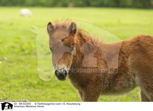 American Miniature Horse / American Miniature Horse / SK-02355