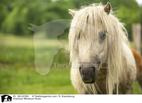American Miniature Horse / SK-02356