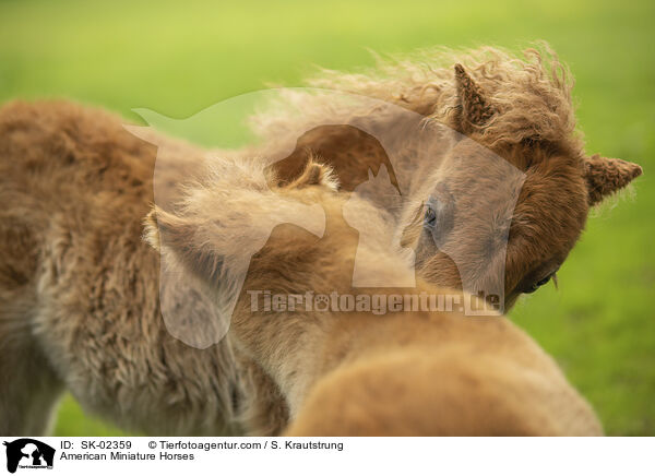 American Miniature Horses / American Miniature Horses / SK-02359