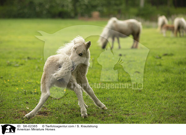 American Miniature Horses / SK-02365