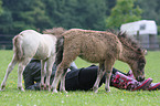 American Miniature Horse foals