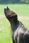 American Miniature Horse Portrait