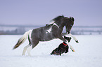American Miniature Horse with horse