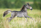 American Miniature Horse foal