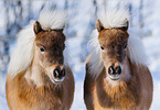 American Miniature Horse