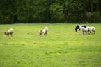 American Miniature Horses