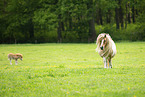 American Miniature Horses