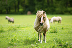 American Miniature Horses