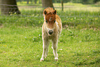 American Miniature Horse