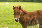 American Miniature Horse