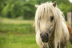 American Miniature Horse