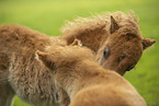 American Miniature Horses