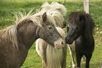 American Miniature Horses
