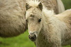 American Miniature Horses