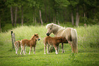 American Miniature Horses