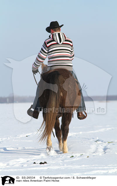 man rides American Paint Horse / SS-26534