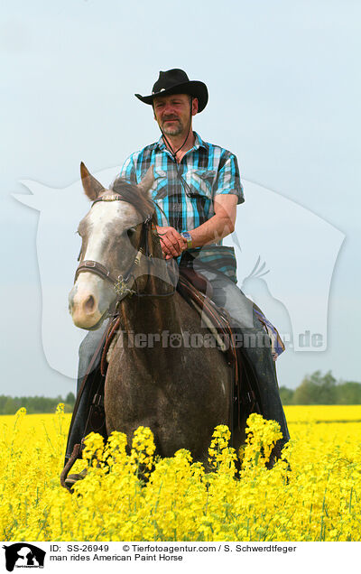 Mann reitet American Paint Horse / man rides American Paint Horse / SS-26949