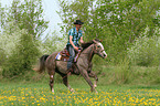 man rides American Paint Horse