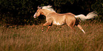 galloping American Paint Horse