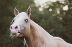 American Paint Horse portrait