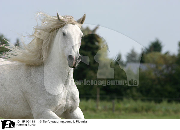 running horse / IP-00418