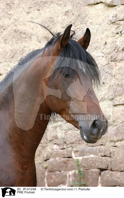 PRE Portrait / IP-01296