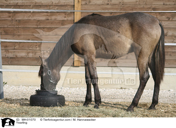 Yearling / MH-01070