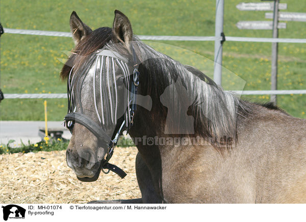 Pferd mit Fliegenschutz / fly-proofing / MH-01074