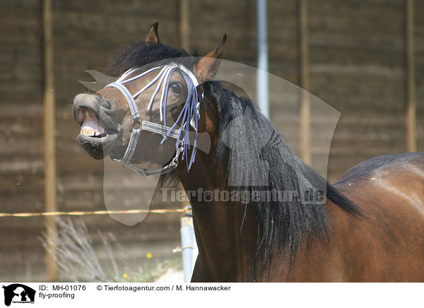 Pferd mit Fliegenschutz / fly-proofing / MH-01076
