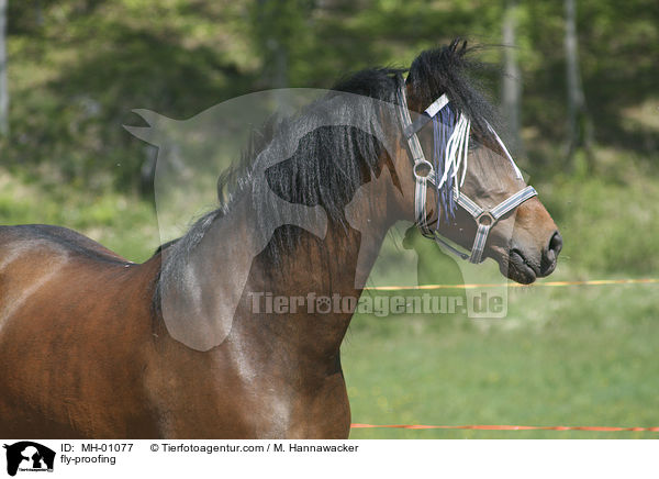 Pferd mit Fliegenschutz / fly-proofing / MH-01077