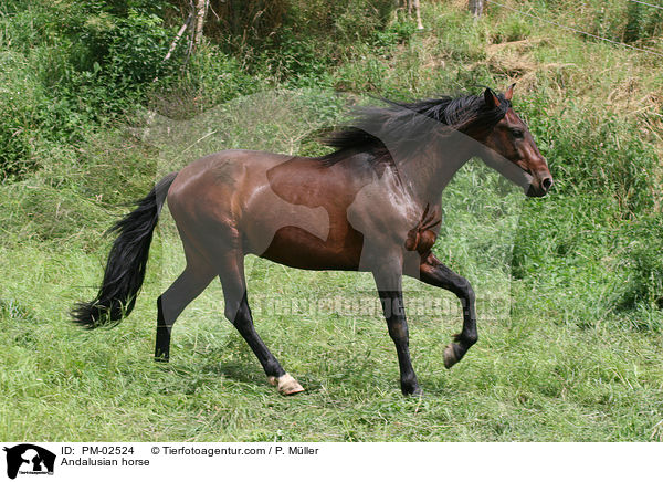 Andalusian horse / PM-02524