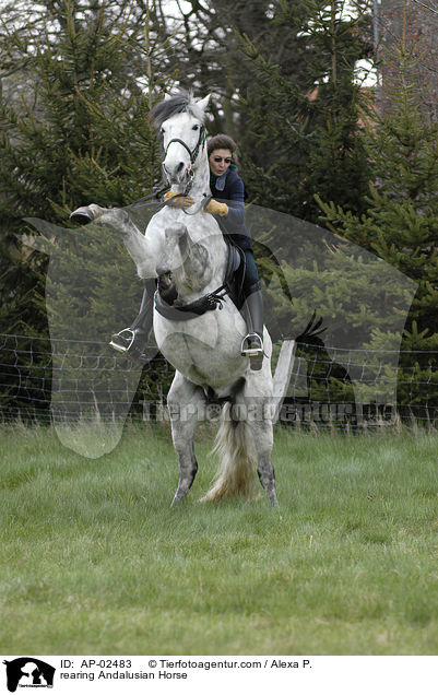 steigender Andalusier / rearing Andalusian Horse / AP-02483