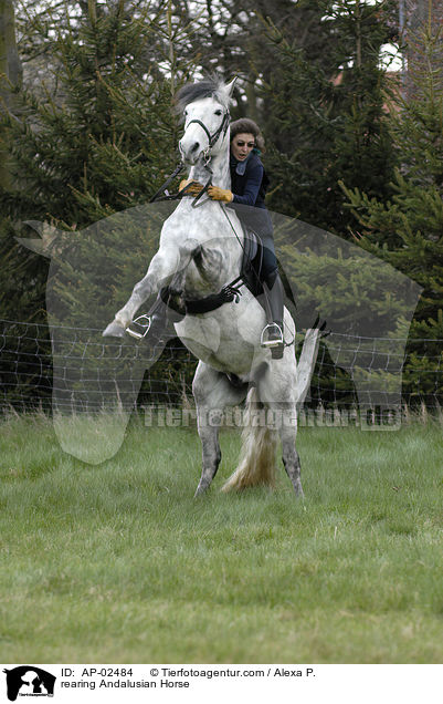 steigender Andalusier / rearing Andalusian Horse / AP-02484