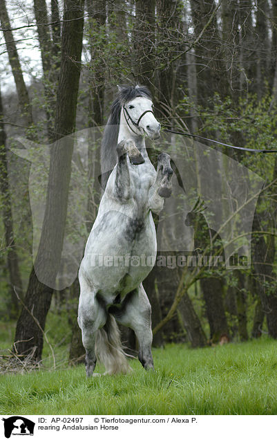 steigender Andalusier / rearing Andalusian Horse / AP-02497