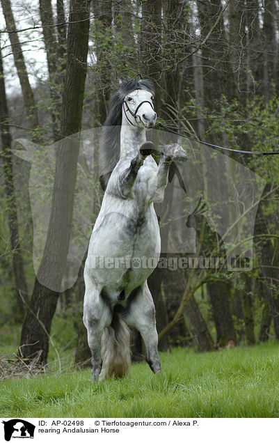 steigender Andalusier / rearing Andalusian Horse / AP-02498