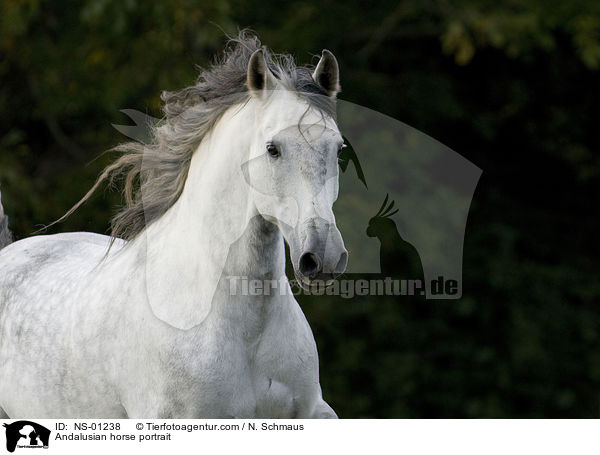 Andalusian horse portrait / NS-01238