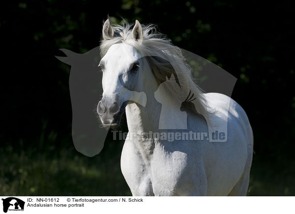 Andalusian horse portrait / NN-01612