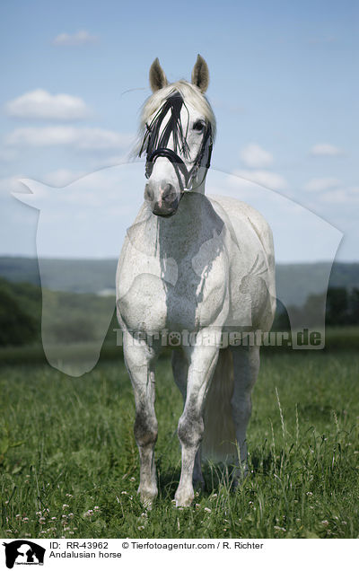 Andalusian horse / RR-43962