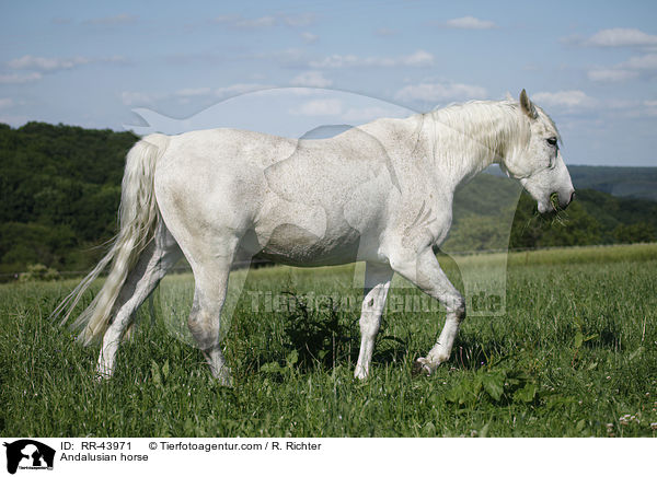 Andalusian horse / RR-43971