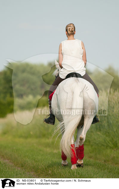 woman rides Andalusian horse / NS-03801