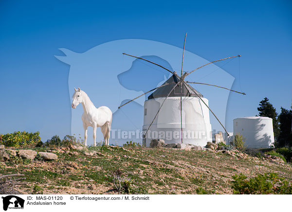 Andalusier / Andalusian horse / MAS-01120