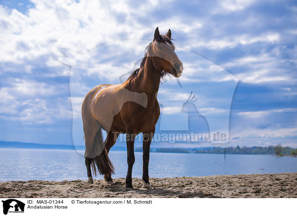 Andalusier / Andalusian Horse / MAS-01344