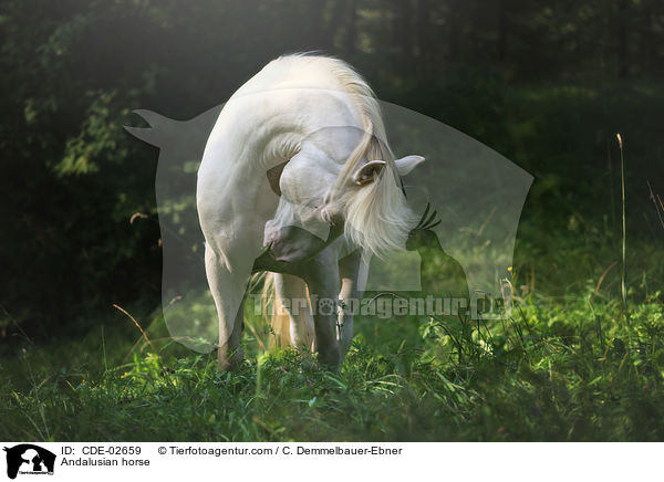 Andalusier / Andalusian horse / CDE-02659