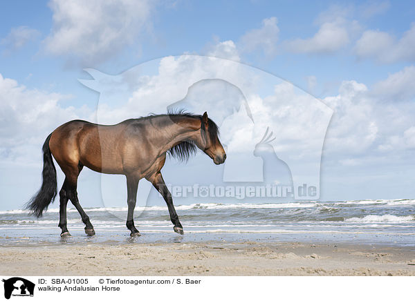 walking Andalusian Horse / SBA-01005