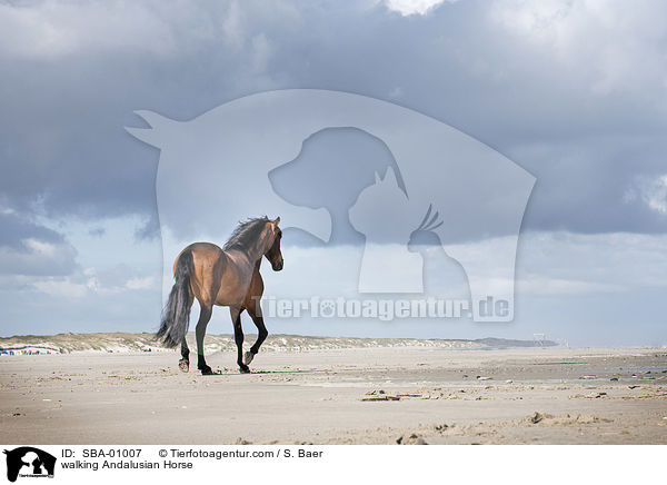 walking Andalusian Horse / SBA-01007