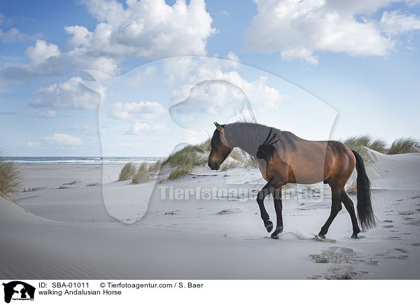 walking Andalusian Horse / SBA-01011