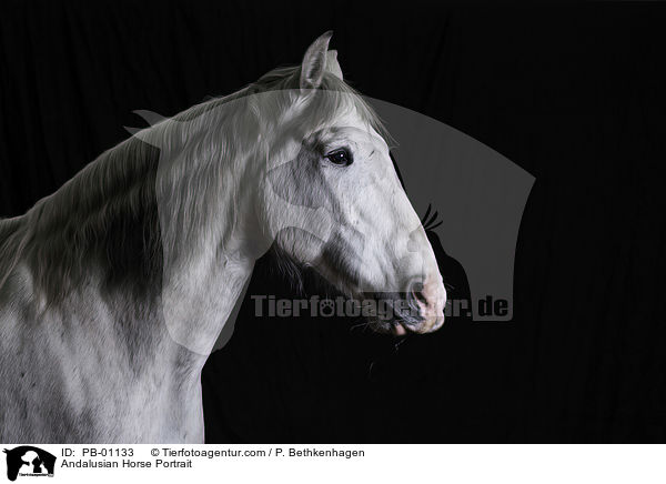 Andalusian Horse Portrait / PB-01133