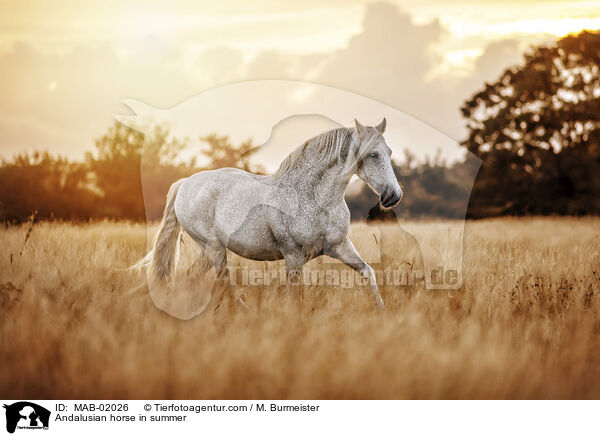 Andalusier im Sommerr / Andalusian horse in summer / MAB-02026
