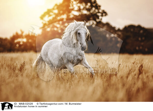 Andalusier im Sommerr / Andalusian horse in summer / MAB-02028