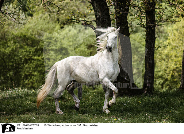 Andalusian / MAB-02704